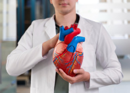 médico segura modelo de coração utilizado em faculdade de medicina