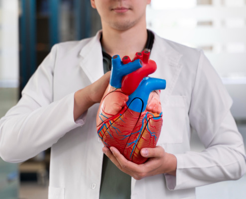 médico segura modelo de coração utilizado em faculdade de medicina