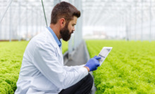 pessoa no campo de plantação de alface analisando tablet