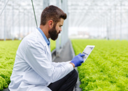 pessoa no campo de plantação de alface analisando tablet