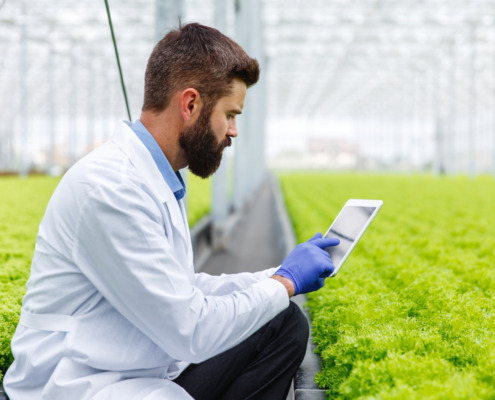 pessoa no campo de plantação de alface analisando tablet