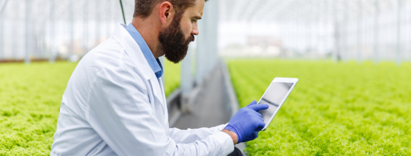 pessoa no campo de plantação de alface analisando tablet